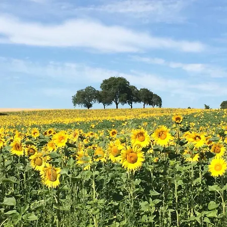 Auszeit - Historisches In Der Suedpfalz Feriehus *
